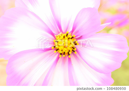 盛開的粉紅色宇宙 108480930