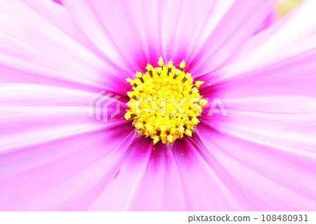 Pink cosmos flowers are blooming 108480931
