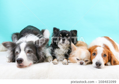 Four dogs sleeping peacefully with their chins on the floor Four dogs sleeping peacefully with their chins on the floor 108481099
