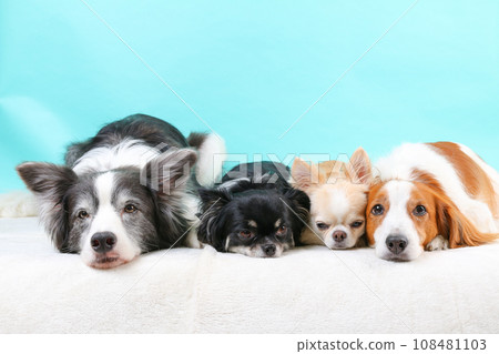 四隻狗下巴放在地板上安靜地睡覺 108481103