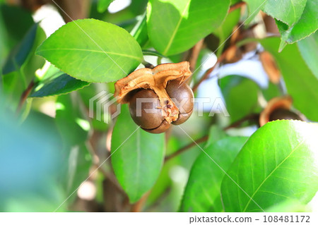 Camellia fruit with seeds exposed Camellia fruit with seeds exposed 108481172