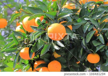 看起來美味的柑橘已準備好收穫 108481294