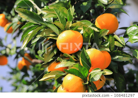Delicious-looking mandarin oranges are ready for harvest Delicious-looking mandarin oranges are ready for harvest 108481297