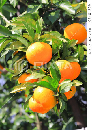 Delicious-looking mandarin oranges are ready for harvest 108481299