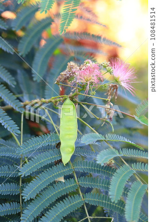 Fruit that forms after the flower of the night tree 108481514