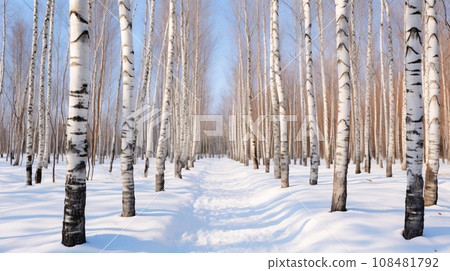 白雪皚皚的白樺林，自然冬季景觀，AI 生成影像 108481792