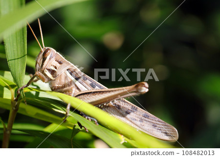 A locust on the grass on a clear autumn day (macro lens used, strobe + natural light, close-up photo) 108482013