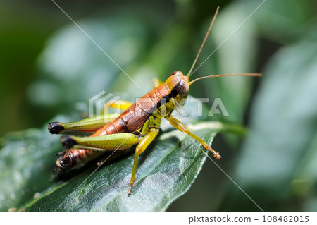 Green leaves in a dark forest, young butterfly locust larva (macro lens, strobe + natural light, close-up photo) 108482015