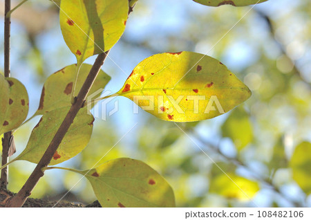 Autumn Nanjamonja leaves Autumn Nanjamonja leaves 108482106