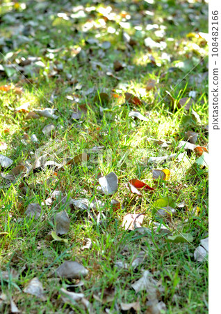 Dead leaves Dead leaves 108482166