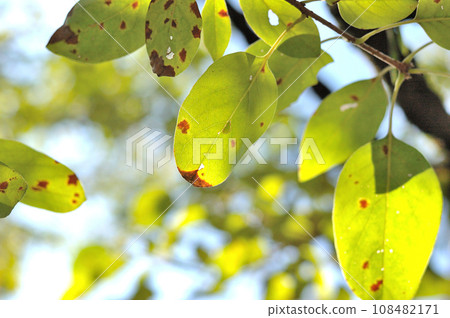 Autumn Nanjamonja leaves Autumn Nanjamonja leaves 108482171
