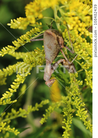 A rare brown-bellied praying mantis wandering around in search of food on the yellow-flowered goldenrod (natural light, macro lens close-up) A rare brown-bellied praying mantis wandering around in search of food on the yellow-flowered goldenrod (natural light, macro lens close-up) 108482439