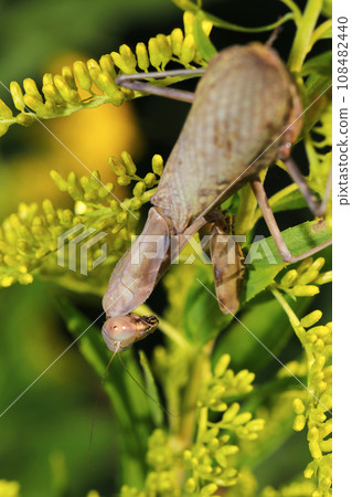 Yellow-flowered goldenrod and rare brown-spotted mantis (natural light, macro lens close-up) 108482440