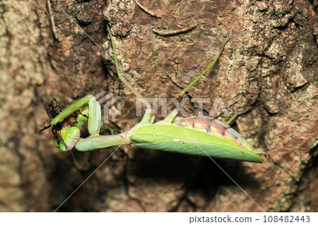 A female Japanese mantis is eating while holding on to the trunk of a sawtooth oak tree (female, macro lens, strobe + natural light photo) A female Japanese mantis is eating while holding on to the trunk of a sawtooth oak tree (female, macro lens, strobe + natural light photo) 108482443