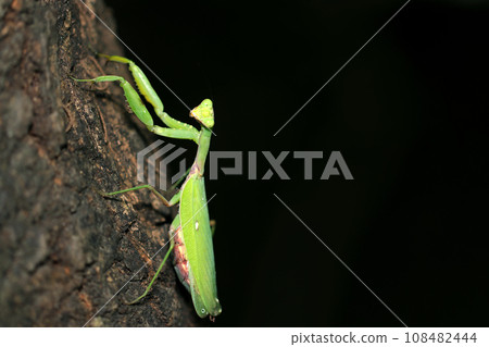 In the dark forest, a mantis climbs the trunk of a sawtooth oak tree in search of prey (macro strobe + natural light photography) In the dark forest, a mantis climbs the trunk of a sawtooth oak tree in search of prey (macro strobe + natural light photography) 108482444