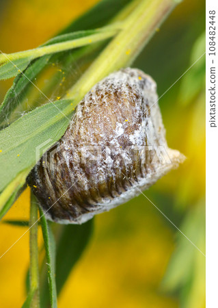 Egg sac of the Japanese goldenrod laid on the stem of the goldenrod (clear sky natural light, macro lens photography) 108482448