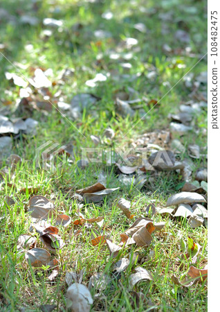 Dead leaves Dead leaves 108482475