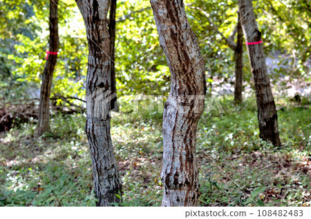 Autumn oak tree forest 108482483