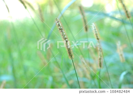 Setaria viridis 108482484