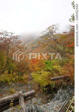 Autumn leaves 108482485