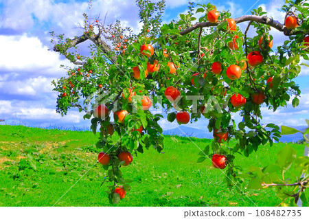 Refreshing blue sky and red apples with bells 108482735