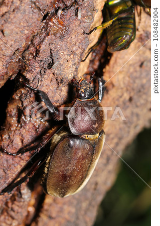 Colorful Japanese beetles and female beetles devouring the sap of oak trees (sunny weather, outdoor macro photography) Colorful Japanese beetles and female beetles devouring the sap of oak trees (sunny weather, outdoor macro photography) 108482904