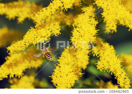 A Japanese honey bee hovering in front of a yellow-flowering goldenrod on a clear autumn day (natural light macro close-up image) 108482905