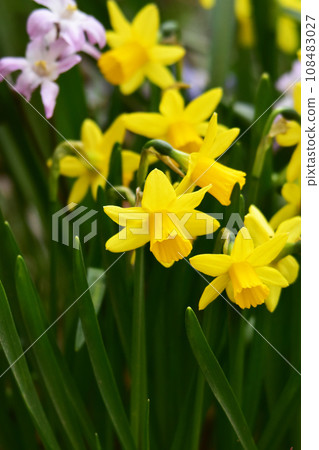 Daffodils and Chionodoxa in the garden Daffodils and Chionodoxa in the garden 108483027