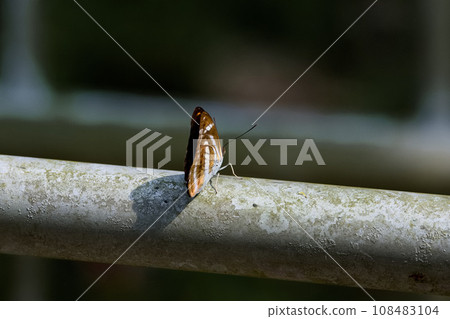 Double-color ribbon butterfly 108483104