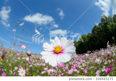 Cosmos shining in the blue sky 108483275