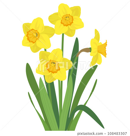 yellow daffodil illustration 108483307