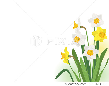 daffodil frame 108483308