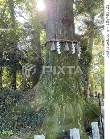 Tako cedar of Mt. Takao Tako cedar of Mt. Takao 108483322