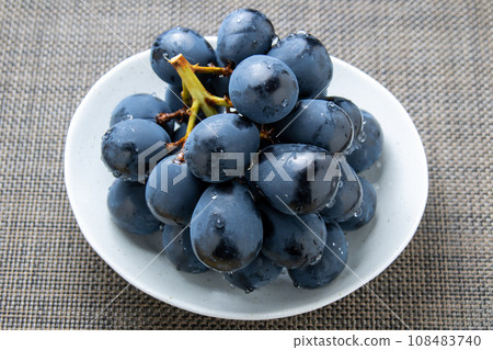葡萄(長野紫)。無籽葡萄,可以帶皮食用。 葡萄(長野紫)。無籽葡萄,可以帶皮食用。 108483740