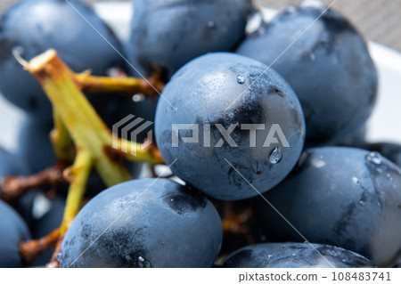 葡萄特寫鏡頭(長野紫)。無籽葡萄,可以帶皮食用。 葡萄特寫鏡頭(長野紫)。無籽葡萄,可以帶皮食用。 108483741