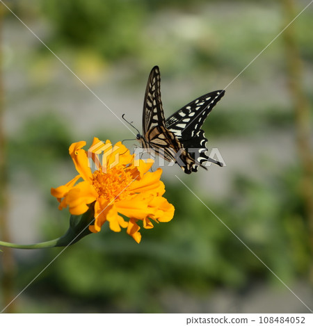 Butterfly 108484052