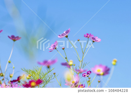 Autumn, Cosmos 108484228