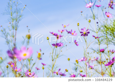 Autumn, Cosmos 108484229
