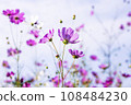 Autumn, Cosmos 108484230