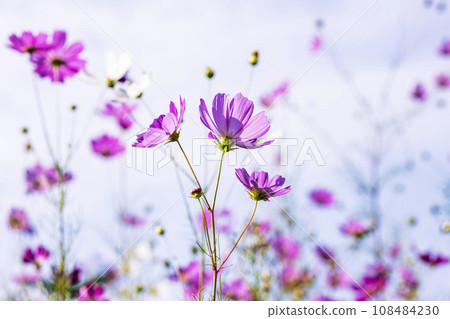 Autumn, Cosmos Autumn, Cosmos 108484230