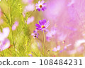 Autumn, Cosmos 108484231