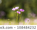 Autumn, Cosmos 108484232