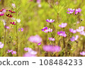 Autumn, Cosmos 108484233