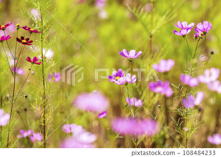 Autumn, Cosmos 108484233