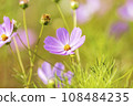 Autumn, Cosmos 108484235