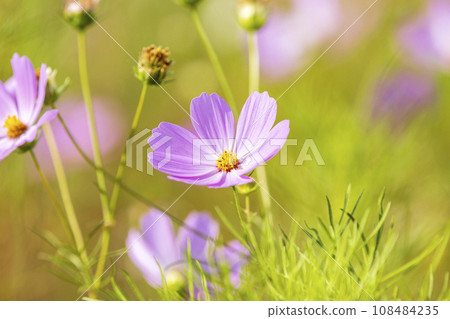 Autumn, Cosmos 108484235