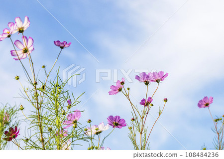 Autumn, Cosmos Autumn, Cosmos 108484236