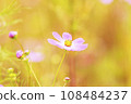 Autumn, Cosmos 108484237