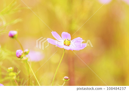 Autumn, Cosmos 108484237