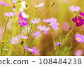 Autumn, Cosmos 108484238
